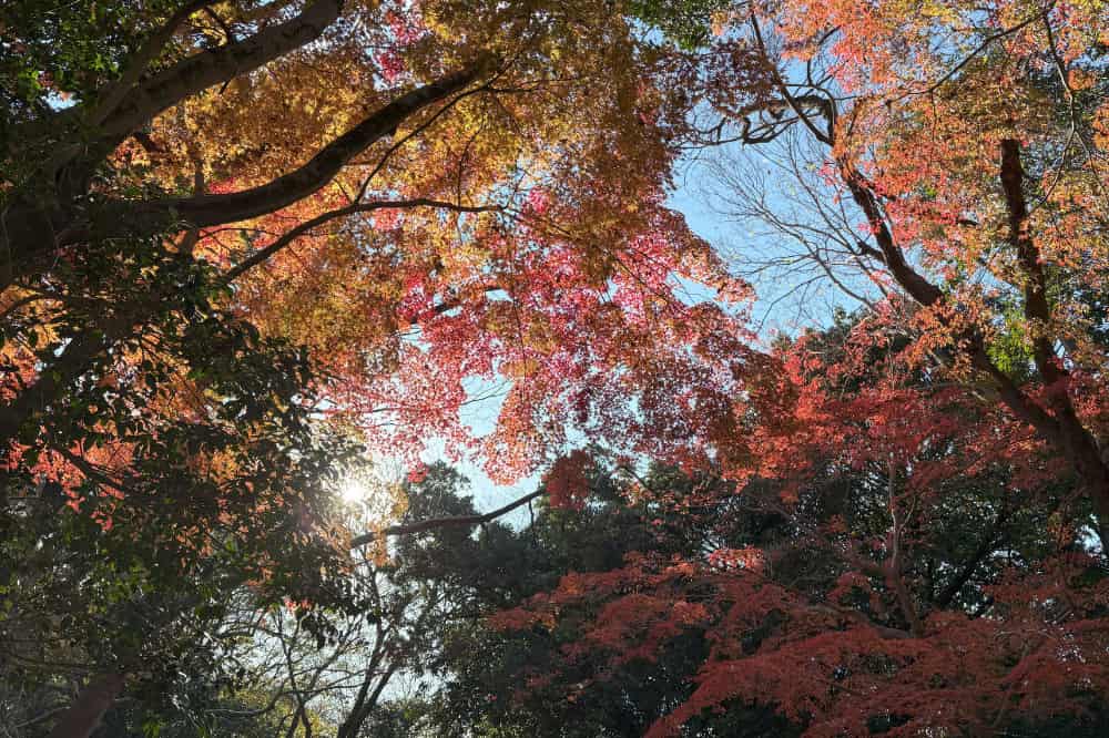 糺の森｜上を見上げた写真