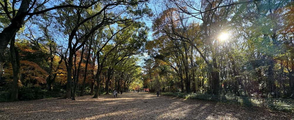 下鴨神社｜糺の森の写真